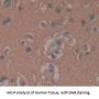 CGa Antibody