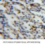 SIGLEC5 Antibody