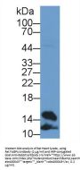 Fatty Acid Binding Protein 4, Adipocyte (FABP4) Antibody