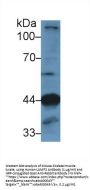 Lysosomal Associated Membrane Protein 2 (LAMP2) Antibody