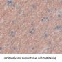 Glutamate Receptor Interacting Protein 1 (GRIP1) Antibody