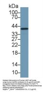 Glyceraldehyde-3-Phosphate Dehydrogenase (GAPDH) Antibody