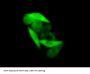 Glyceraldehyde-3-Phosphate Dehydrogenase (GAPDH) Antibody
