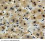 Glyceraldehyde-3-Phosphate Dehydrogenase (GAPDH) Antibody