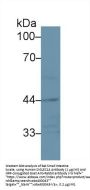 Sialic Acid Binding Ig Like Lectin 14 (SIGLEC14) Antibody