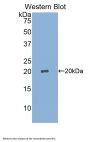 Sialic Acid Binding Ig Like Lectin 14 (SIGLEC14) Antibody