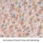 Sialic Acid Binding Ig Like Lectin 14 (SIGLEC14) Antibody