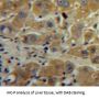 Metalloproteinase Inhibitor 1 (TIMP1) Antibody