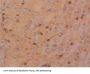 Metalloproteinase Inhibitor 4 (TIMP4) Antibody