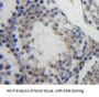 Ubiquitin Carboxyl Terminal Hydrolase L3 (UCHL3) Antibody