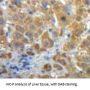 Vascular Endothelial Growth Factor 145 (VEGF145) Antibody