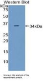 Coiled Coil Domain Containing Protein 80 (CCDC80) Antibody