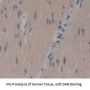 Coiled Coil Domain Containing Protein 80 (CCDC80) Antibody