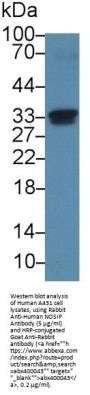 Nitric Oxide Synthase Interacting Protein (NOSIP) Antibody