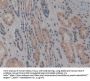 Nitric Oxide Synthase Interacting Protein (NOSIP) Antibody