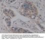 Nitric Oxide Synthase Interacting Protein (NOSIP) Antibody