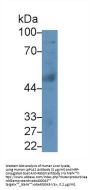 LpPLA2 Antibody