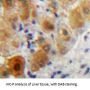LpPLA2 Antibody