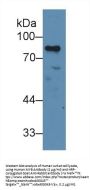 V-Myb Myeloblastosis Viral Oncogene Homolog (MYB) Antibody