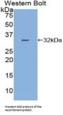 V-Myb Myeloblastosis Viral Oncogene Homolog (MYB) Antibody