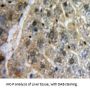 V-Myb Myeloblastosis Viral Oncogene Homolog (MYB) Antibody