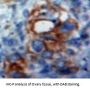 Activated Leukocyte Cell Adhesion Molecule / CD166 (ALCAM) Antibody