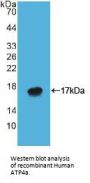 ATPase, H+/K+ Exchanging Alpha Polypeptide (ATP4a) Antibody