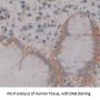 ATPase, H+/K+ Exchanging Alpha Polypeptide (ATP4a) Antibody