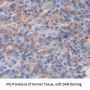 Diacylglycerol-O-Acyltransferase Homolog 1 (DGAT1) Antibody