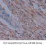 Mitogen-Activated Protein Kinase Kinase 4 (MAP2K4) Antibody