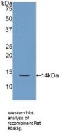 Regenerating Islet Derived Protein 3 Gamma (REG3g) Antibody