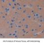 Tumor Protein, Translationally Controlled 1 (TPT1) Antibody