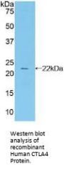 Cytotoxic T-Lymphocyte Associated Antigen 4 (CTLA4) Antibody