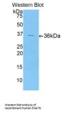 C-X-C Motif Chemokine 5 / ENA-78 (CXCL5) Antibody