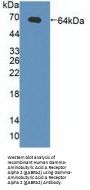 Gamma-Aminobutyric Acid A Receptor Alpha 2 (gABRa2) Antibody