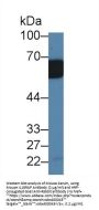 IL18RAP Antibody