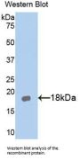 IL18RAP Antibody