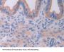 IL18RAP Antibody