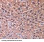 IL18RAP Antibody