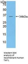 TATA Box Binding Protein Associated Factor 1 (TAF1) Antibody