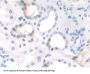 TATA Box Binding Protein Associated Factor 1 (TAF1) Antibody