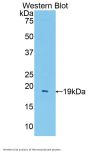 PECAM1 Antibody