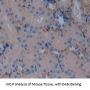 PECAM1 Antibody