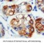 Receptor-Type Tyrosine-Protein Phosphatase C / CD45 (PTPRC) Antibody
