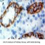 Receptor-Type Tyrosine-Protein Phosphatase C / CD45 (PTPRC) Antibody