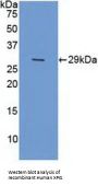 Xeroderma Pigmentosum, Complementation Group G (XPG) Antibody