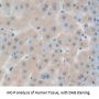 Insulin Like Growth Factor Binding Protein 1 (IGFBP1) Antibody