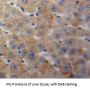 Insulin Like Growth Factor Binding Protein 4 (IGFBP4) Antibody