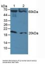 Fas Associating Death Domain Containing Protein (FADD) Antibody