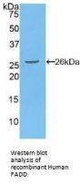 Fas Associating Death Domain Containing Protein (FADD) Antibody